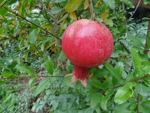 Pomegranate, Ranii