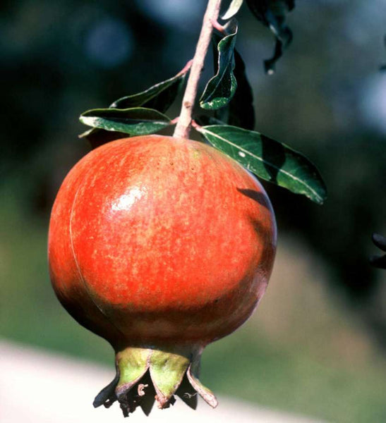 Pomegranate, Syunt