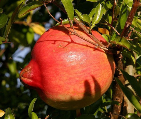 Pomegranate, Agat