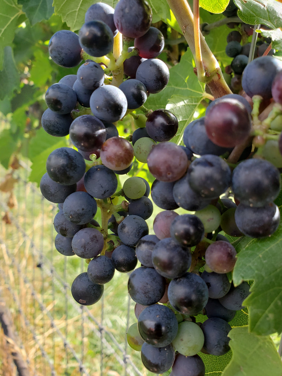 Grape Baco Noir Flora Fauna Farm