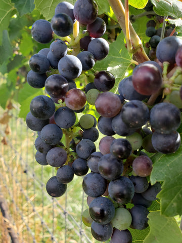 Grape, 'Baco Noir'