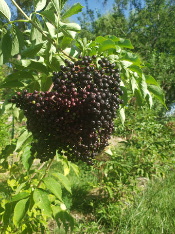 Elderberry, 'Wyldewood'