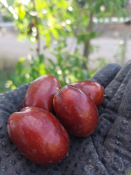 Fruit Trees – Flora Fauna Farm