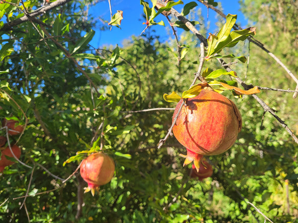 Pomegranate, Utah Sweet