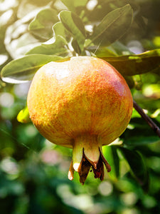 Pomegranate, Azadi