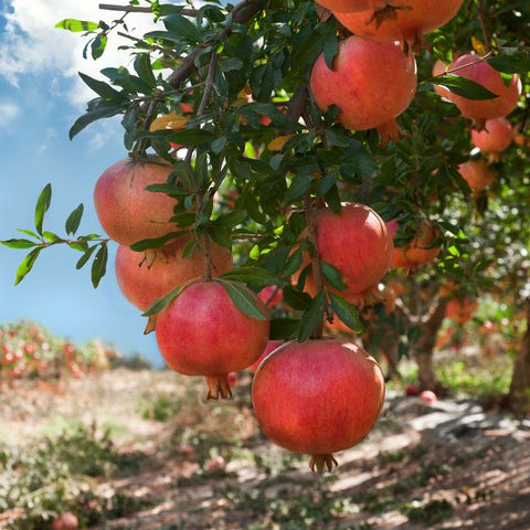 Pomegranate, Kara Bala Miursal