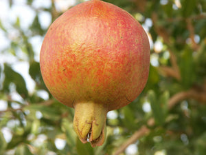 Pomegranate, Kaj Acik Anor