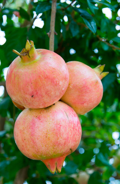 Pomegranate, Salavatski
