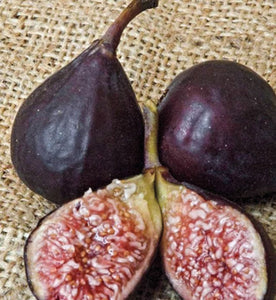 Fig, 'Violette de Bordeaux' (Negronne)