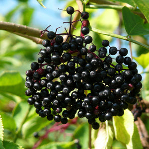 Elderberry, 'Adams'