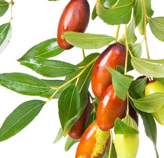 Fruit Trees – Flora Fauna Farm