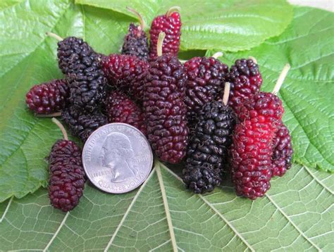 Mulberry, 'Silk Hope'