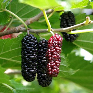 Mulberry, 'Illinois Everbearing'