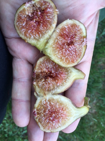 Fig, 'Florea'