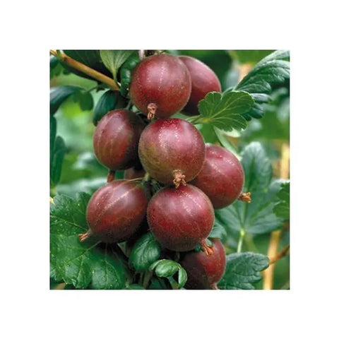 Gooseberry, 'Hinnomaki Red'