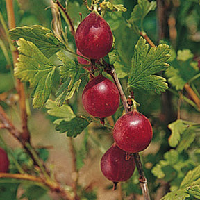 Gooseberry, 'Jahns Prairie''