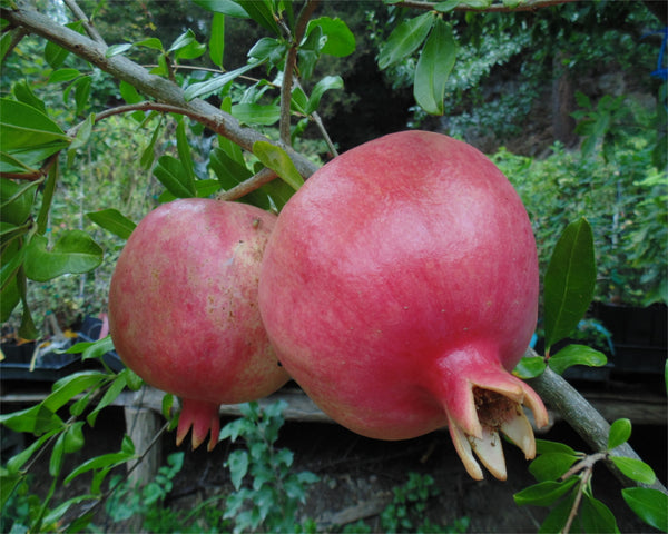 Pomegranate, Kaim Anor