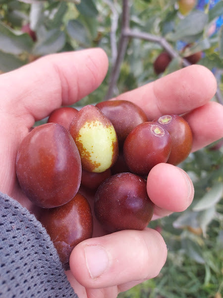 Fruit Trees – Flora Fauna Farm